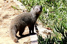 Galerella pulverulenta Small Grey Mongoose.jpg 