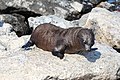 Arctocéphale des Galápagos