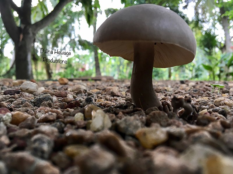 File:Garden Mushroom.jpg