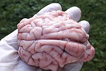 Freshly removed brain from a deer