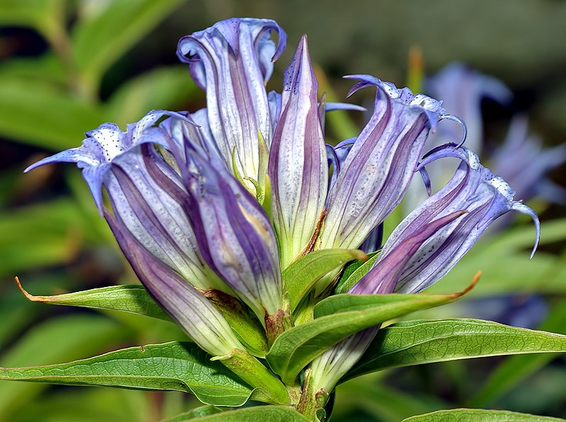 File:Gentiana asclepiadea - blossom side (aka).jpg