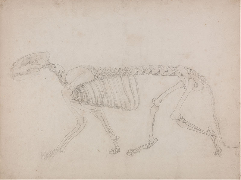 File:George Stubbs - A Comparative Anatomical Exposition of the Structure of the Human Body with that of a Tiger and a Co... - Google Art Project (2366076).jpg