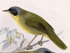 Geothlypis chiriquensis (Chiriqui Yellowthroat), drawing