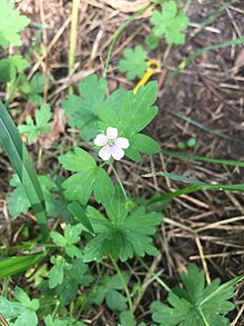 Geranium sibiricum flower.jpg