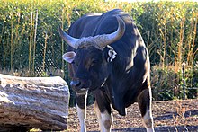 Banteng jawa