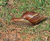 Giant African Land Snail (Achatina fulica) in Hyderabad, AP W IMG 0596.jpg