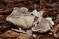 Gilled mushroom cluster 2011-12-27 03.jpg