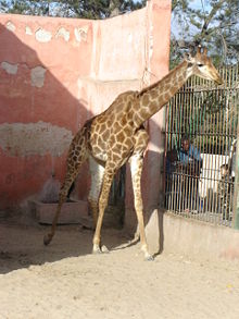 Zürafa-Alex Zoo.JPG
