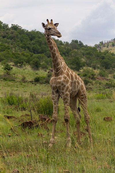 File:Giraffe at Pilanesberg National Park 3.jpg