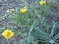 Glaucium flavum Spain - Ceuta