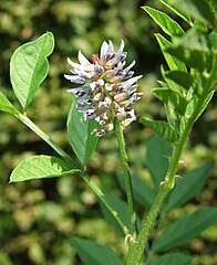 Солодка бобовые. Glycyrrhiza glabra. Лакрица корень солодки. Лакрица Солодка растение. Солодка корень.