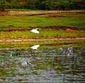 Golaghat beel