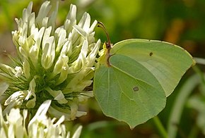 Bildebeskrivelse Gonepteryx farinosa - Powdered Brimstone, Osmaniye, 2011-06-07 01-1.jpg.