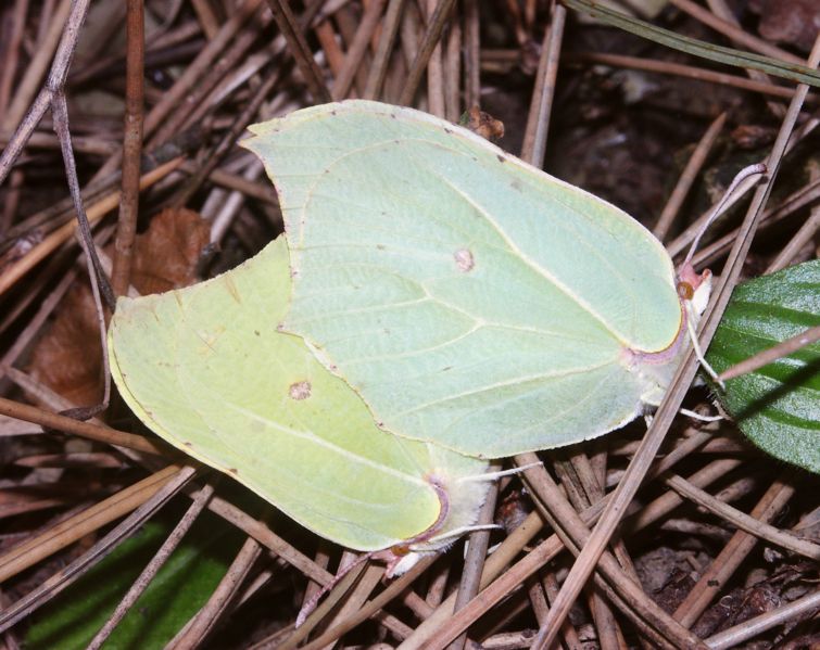 File:Gonepteryx rhamni 090406.jpg