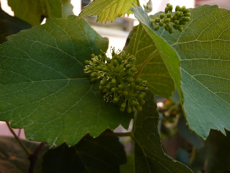 Fasciculus:GrapesFlowers.JPG