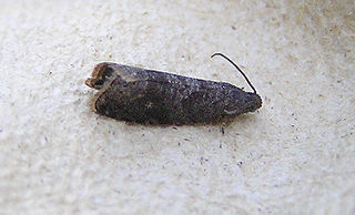 <i>Grapholita funebrana</i> Plum fruit moth