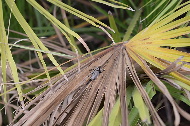 File:Grass hopper01.jpg