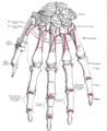 Huesos de la mano izquierda, superficie dorsal.