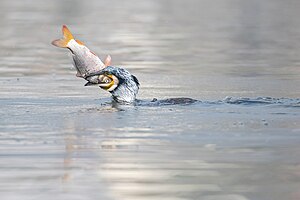 Great Cormorant Fishing.jpg