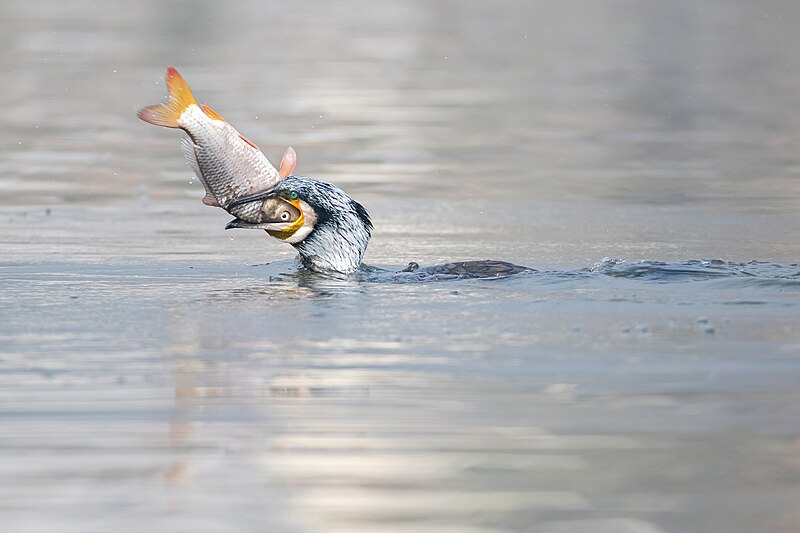 File:Great Cormorant Fishing.jpg