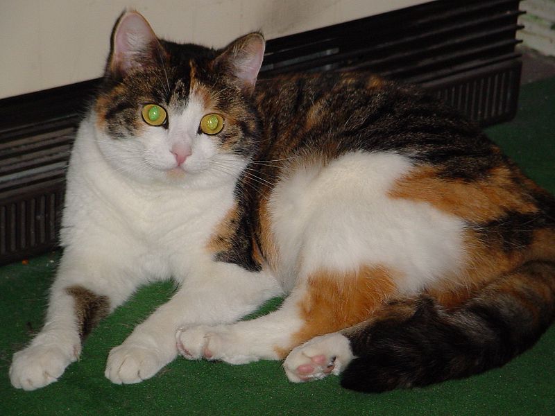 File:Green-eyed cat.jpg