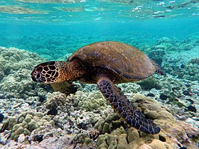 Uma tartaruga verde, espécie pertencente a família Cheloniidae, nadando sobre um recife de corais em Kona, Hawaii (EUA)