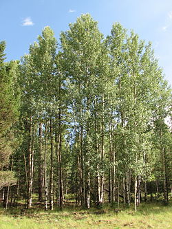 Aspens di Greer