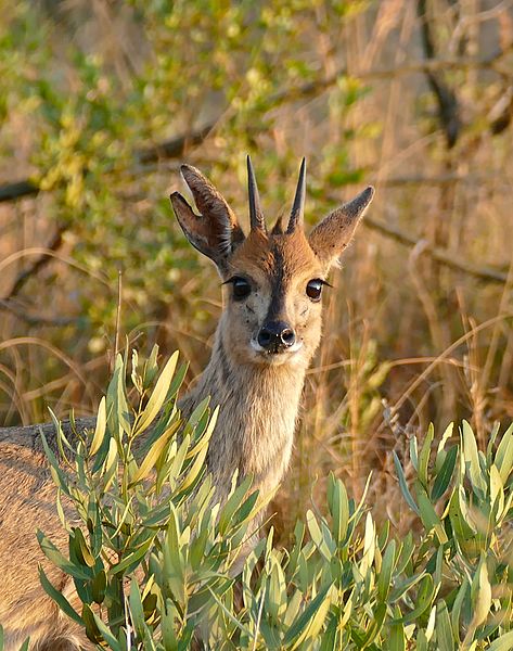 File:Grey Duiker (Sylvicapra grimmia) (32043273750).jpg