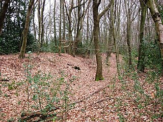 Grims Ditch (Chilterns) Series of linear earthwork in the Chilterns