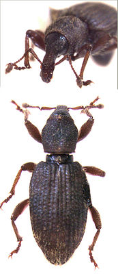 Gromilus insularis