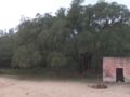 Cork-oak trees near Is Pauceris