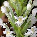 Habenaria monorrhiza