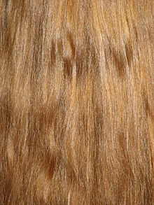 Capelli01.JPG