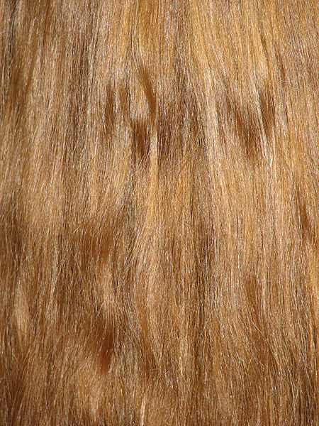 File:Hair01.JPG