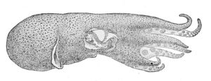 Haliphron atlanticus1.jpg