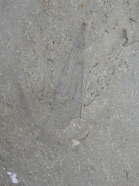 File:Haplophrentis fossil.jpg