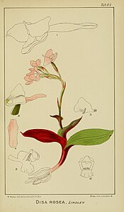 plate 64 Disa rosea