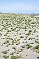 波崎海岸砂丘植物公園（茨城県神栖市）