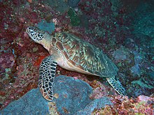 Hawksbill sea turtle