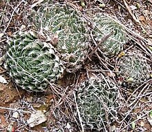 Cyanea form from Uniondale, where plants have a more blue-green colour Haworthia decipiens - Uniondale MBB 1.jpg