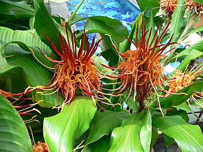 A Hedychium longicornutum.jpg kép leírása.