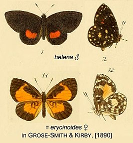 Liptena helena