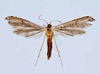 <i>Hellinsia spermatias</i> Species of moth