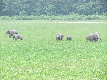 Herd of elephants.jpg