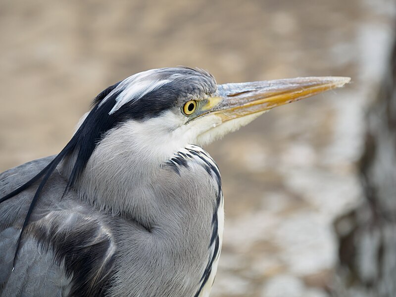 File:Heron on bridge, water garden - 18496364942.jpg