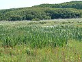 Higher Moors marsh near Porth Hellick, Scilly - geograph.org.uk - 2038002.jpg
