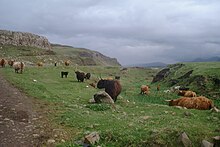 Highland Cattle on Canna