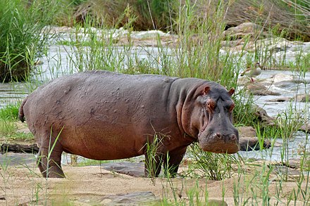 Hippo (Hippopotamus amphibius) (16485955207).jpg