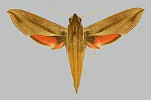 Hippotion gracilis BMNHE274911 кобель up.jpg