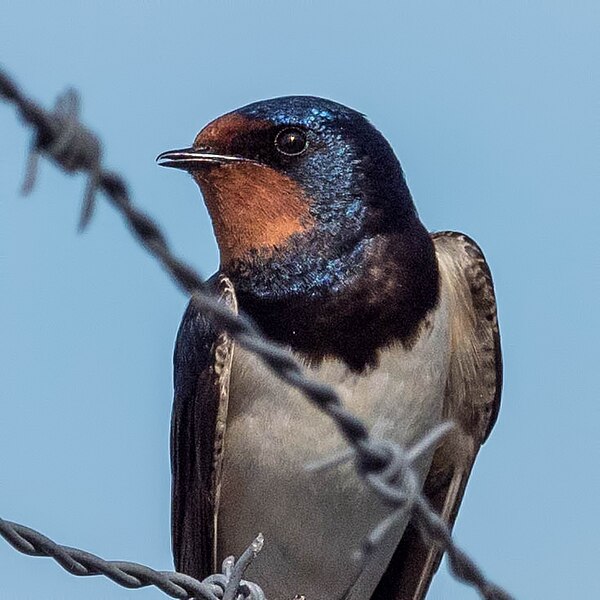 File:Hirundo rustica EM1B0179 (34890713046).jpg